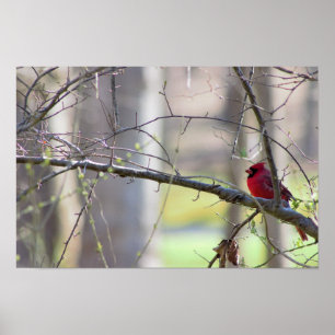 Cardinal in Tree Photo Poster