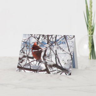 Cardinal in Winter Card