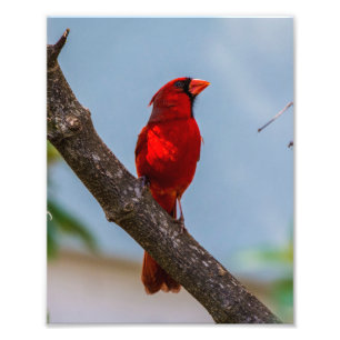 Cardinal Kodak Professional Paper 8 x 10 Photo Print