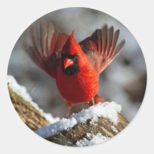 Cardinal Landing Snow Photo Classic Round Sticker