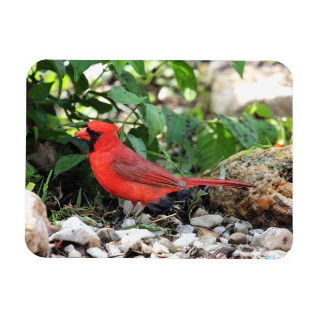 Cardinal Magnet (Horizontal)
