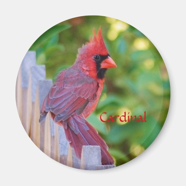Cardinal Magnet (Front)