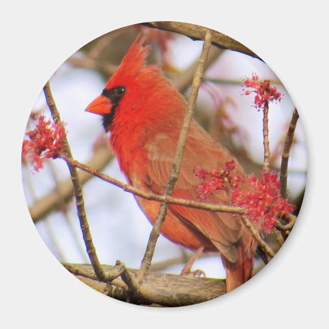 Cardinal Magnet (Front)