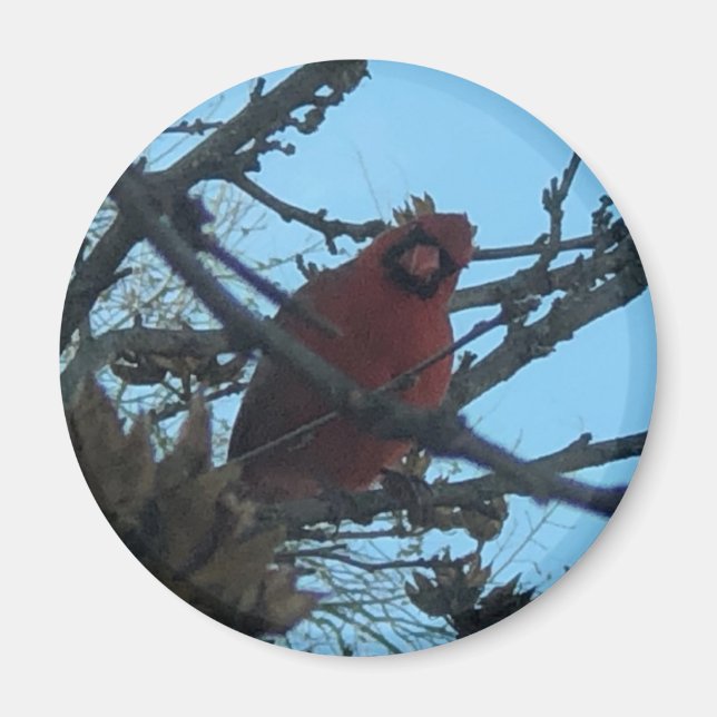 Cardinal  magnet (Front)