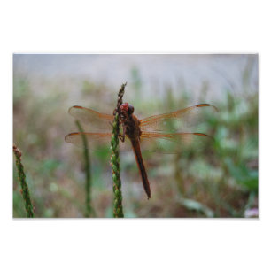 Cardinal Meadowhawk Dragonfly print