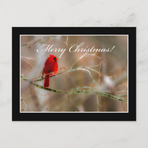 Cardinal Merry Christmas Postcard By Tom Minutolo