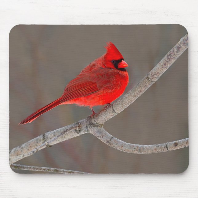 Cardinal Mouse Mat (Front)