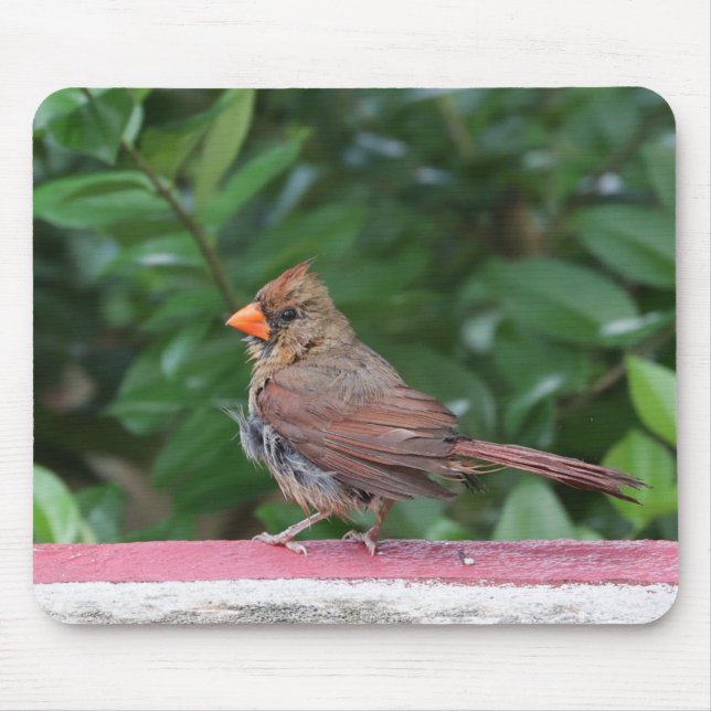 Cardinal Mouse Mat (Front)