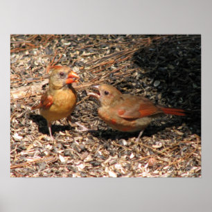 Cardinal Mum & Baby Poster