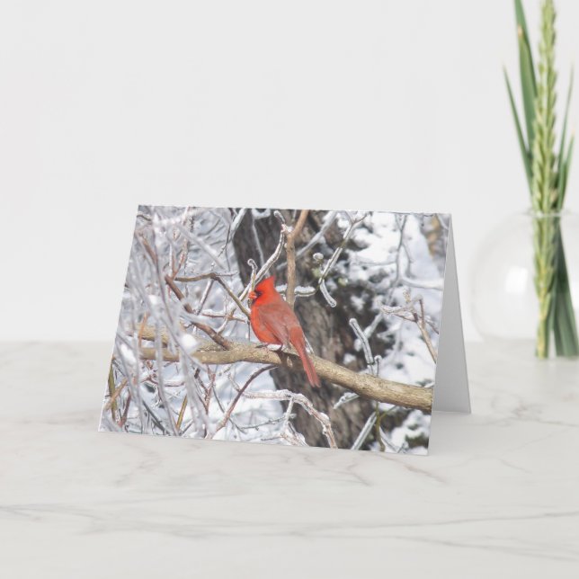 Cardinal 'n Ice Holiday Card (Front)