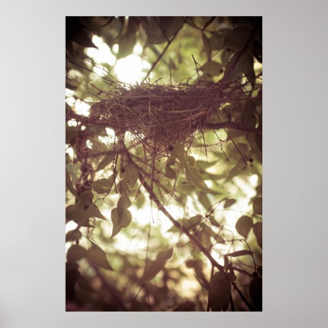 Cardinal Nest Poster (Front)