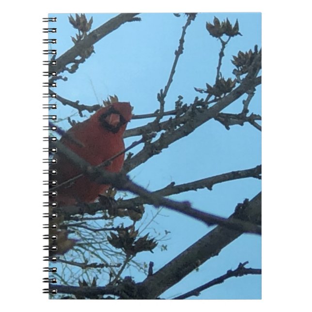 Cardinal Notebook (Front)