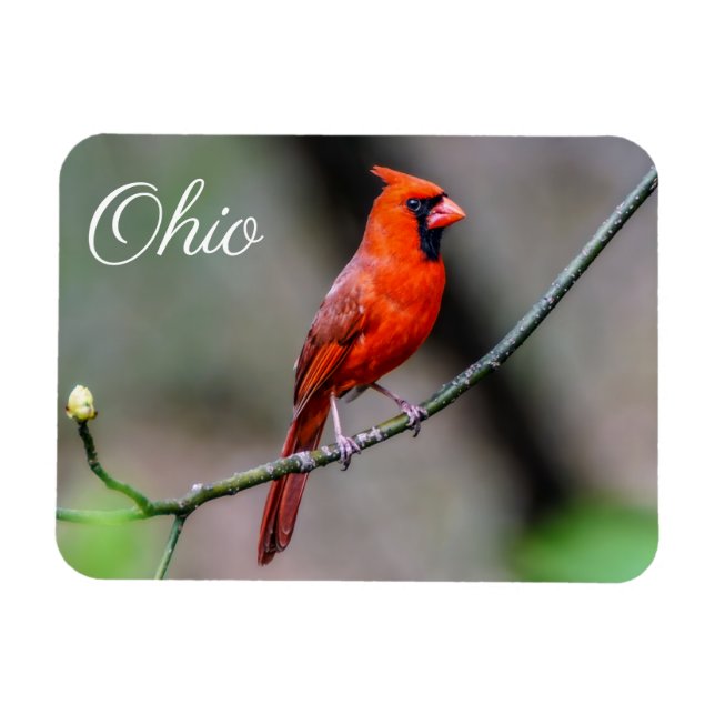 Cardinal Ohio Magnet (Horizontal)