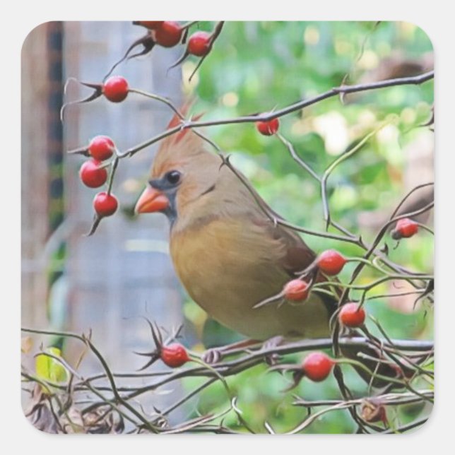 Cardinal on a Berry Branch in Winter Square Sticker (Front)