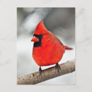 Cardinal on a Branch Postcard