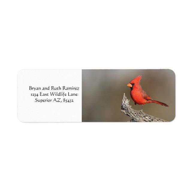 Cardinal on a cholla rib (Front)