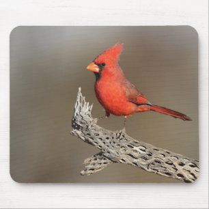 Cardinal on a cholla rib mouse mat