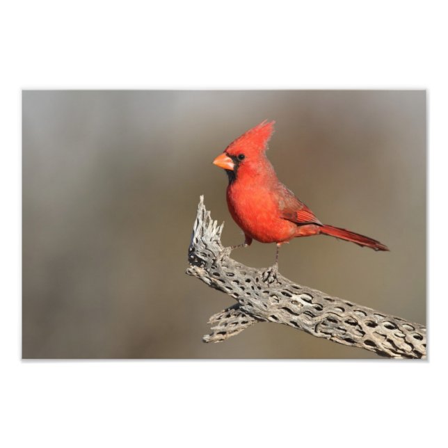 Cardinal on a cholla rib photo print (Front)