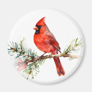 Cardinal on a Fir Branch Magnet