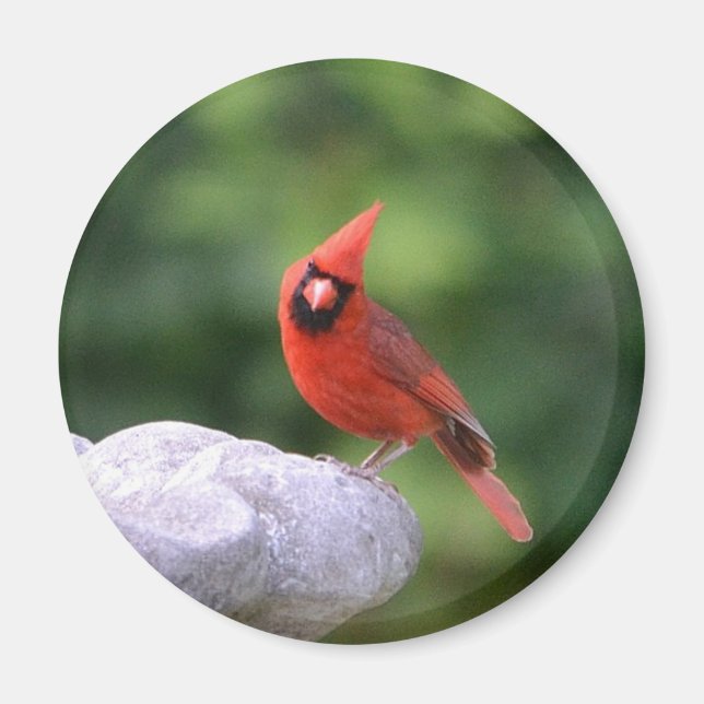 Cardinal On Birdbath Magnet (Front)