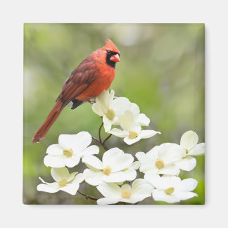 Cardinal on Dogwood Tree Magnet