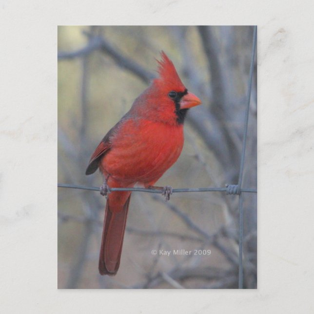 Cardinal on fence - 2009 postcard (Front)