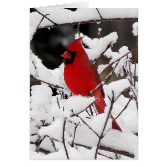 Cardinal on Fresh Snow (Front)