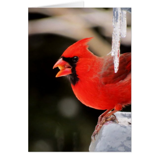 Cardinal on Ice - Bird (Front)