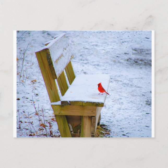 cardinal on the bench postcard (Front)