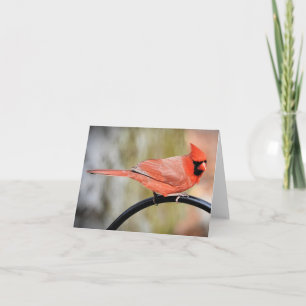 Cardinal on the shepherds hook blank inside card