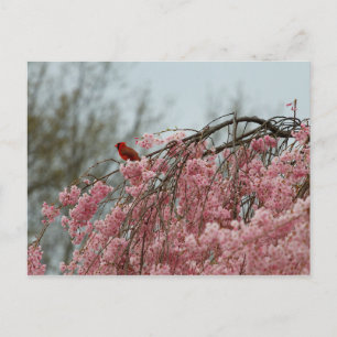 Cardinal on Top of a Weeping Cherry Tree Postcard