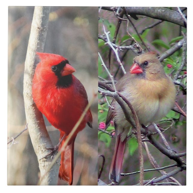  Cardinal Pair Ceramic Tile (Front)