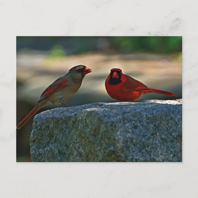 cardinal pair  Old Lynchburg City Cemetery Postcard (Front)