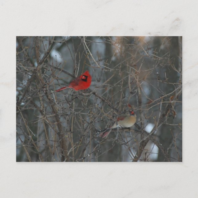Cardinal Pair Postcard (Front)