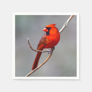 Cardinal Paper Napkin