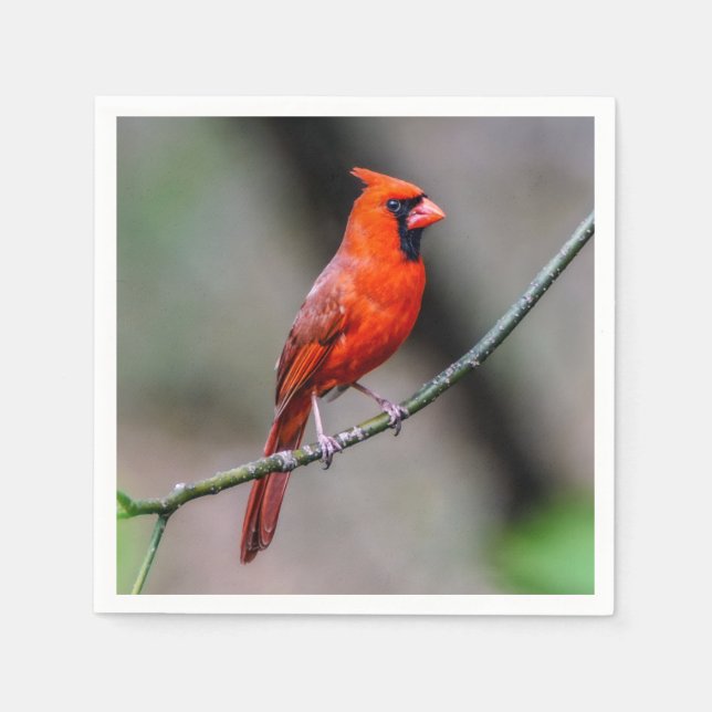 Cardinal Paper Napkin (Front)