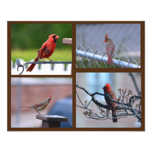Cardinal Photo Collage Print