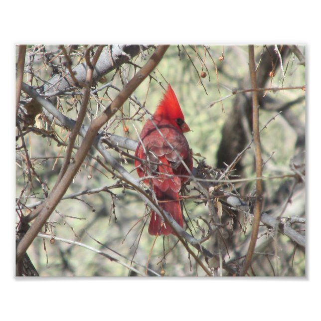 Cardinal Photo Print (Front)