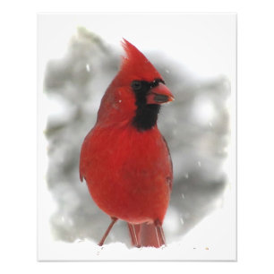 Cardinal Photo Print