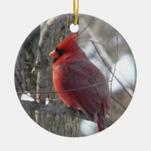Cardinal photograph-song bird in winter Ornament