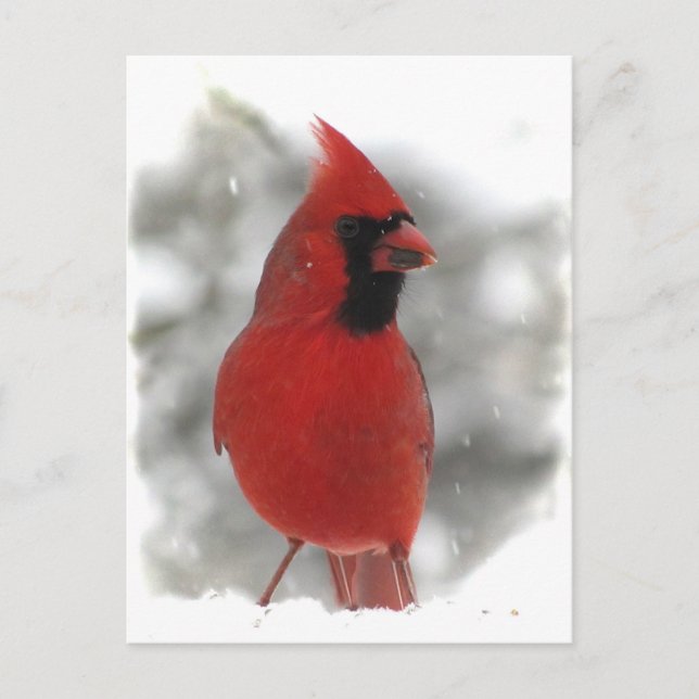 Cardinal Postcard (Front)