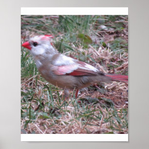 Cardinal poster