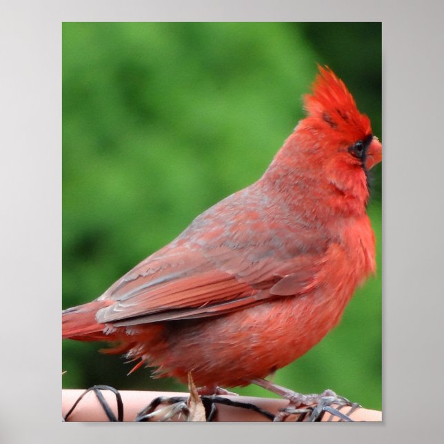 Cardinal  poster (Front)