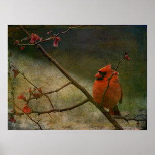 Cardinal Poster