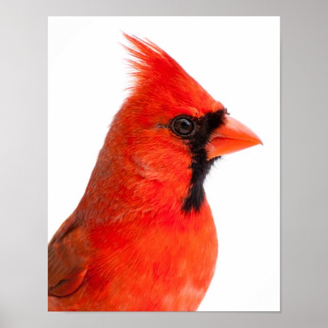 Cardinal Poster (Front)