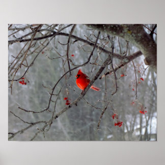 Cardinal Poster