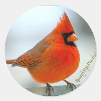 Cardinal Red Bird Classic Round Sticker