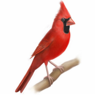 Cardinal Red Bird Ornament Photo Sculpture Decoration