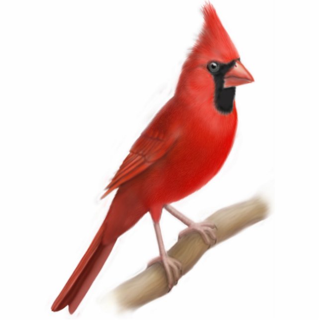 Cardinal Red Bird Ornament Photo Sculpture Decoration (Front)