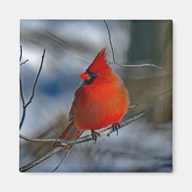 Cardinal Red Winter Photo Magnet (Front)